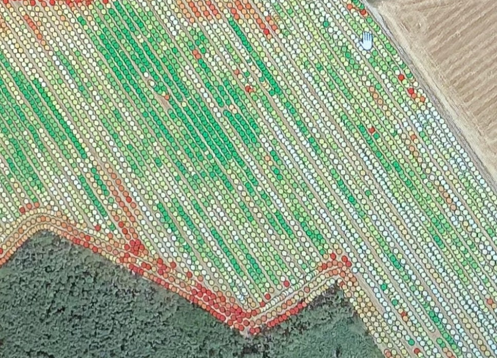 Farmers can use digital technologies to create yield maps like this to monitor the distribution and variability of their harvests. 